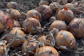 北海道産直播き『玉ねぎ🧅5kg‼️』肉厚で熱を通せば通すほど甘さ増す‼️