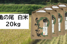 【新米・2026年産】自然栽培のお米『亀の尾』玄米20kg
