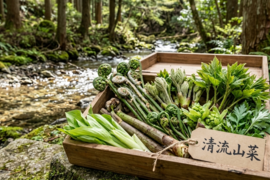 「四万十の春をそのままお届け」清流の恵みを凝縮した、天然山菜3点セット【四万十清流山菜】