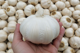 【再販決定！】【限定20個】にんにくの王様　青森にんにく『白玉王』最高規格　特大玉(特別な日・贈答用：500g)