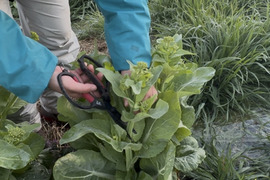 白菜の菜花500g【農薬不使用、化学・有機肥料不使用】