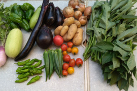 [定期購入] ギュッとお得用セット Sサイズ(約7品)