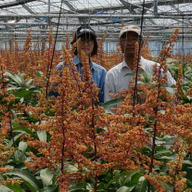 カネシロマンゴー農園