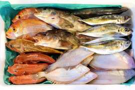 【NHKクローズアップ現代で紹介！】【予約】10月からお届け🐟未利用魚🐟️訳ありを安くお得に！漁師の分け前セット２～３㎏