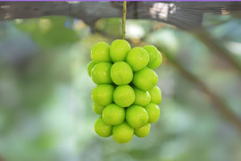 甘さと香りの極み！シャインマスカット ２房(1房400-500g前後)　※ただいま「土づくり1年目」 特別価格にてご提供