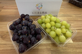 食べ比べ！粒セット（巨峰＆シャインマスカット）1kg