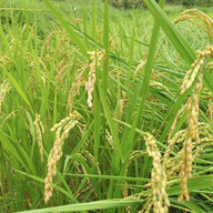 南魚沼 山の田んぼ