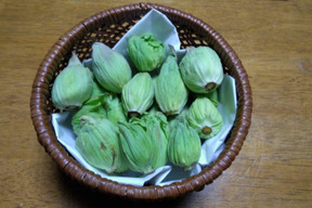 天然山菜　秋田のふきのとう200g（予約販売）世界遺産白神山地付近産