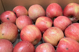 ★すぐに出荷★【加工用バラ詰め】サンふじ約2.7Kg　生食、ジュース、スイーツ、コンポート、すりおろし林檎　加工用・業務用🍎　青森県産