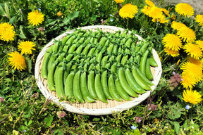 スナップエンドウ700g 【朝どれ】プリッと甘い