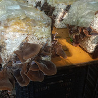 しょうわの幸せ村