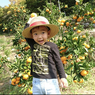 特別栽培みかん HATANAKAFARM 畑中園