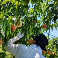 ひらおか果樹園