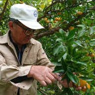 果樹園  Nishimura