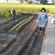 『香川本鷹』はやし屋