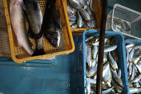 刺身最高 鮮魚 コノシロ 熊本県産 食べチョク 農家 漁師の産直ネット通販 旬の食材を生産者直送