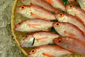 ちょんぼしノドグロ！美味しいよ！