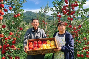 【家庭用】サンふじ＆黄色りんご詰め合わせ 5kg (16～23個)