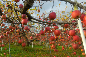 プライスダウン🍎シナノスイート生活応援価格！(2.8キロ6～12玉)