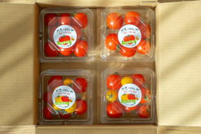 【New!】イエローも負けない旨さ！フルーツトマト『ポモロッサミックス』【トマト食べ比べ】