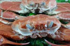 ピース、ベニズワイガニ(小)お買い得4枚ボイル