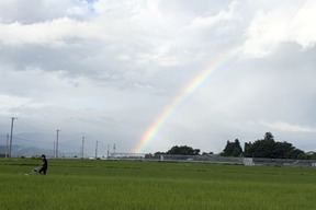 《令和８年産新米》農薬不使用　コシヒカリ　白米５kg