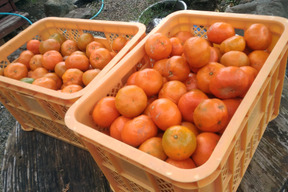 残り僅か！奄美大島原種の赤みかん○ご家庭用箱込み３キロ🍊酸味と甘味のバランスが絶妙な大変珍しいみかんです。
