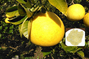 【福袋】南国高知から黄色いしあわせ®をお届け💛　土佐文旦　A品(農園独自基準)　大玉(3L～5L)　5kg(8個前後）化学合成農薬栽培期間中不使用　お届け日指定可☆　※北海道への配送はできません