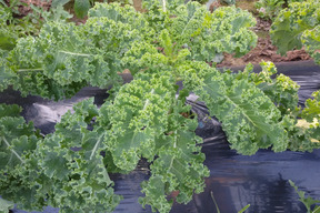 フリルケール ヴェルデとロッソの計2キロ 鹿児島県産 食べチョク 農家 漁師の産直ネット通販 旬の食材を生産者直送