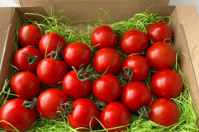 美味しいのにもったいない！規格外品トマト(フルティカ)🍅0.8㎏