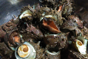 新鮮!!小泊産天然サザエ（2kg）