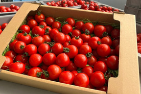 美味しいのにもったいない！規格外品トマト(フルティカ)🍅3㎏
