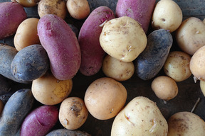 【一口サイズ!?】カラフルじゃがいも！インカのめざめ4種混合(3㎏)    
