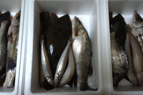 刺身最高 鮮魚 コノシロ 熊本県産 食べチョク 農家 漁師の産直ネット通販 旬の食材を生産者直送