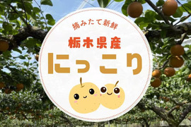 栃木県が誇るにっこり栃木産　3キロ(5-6個)