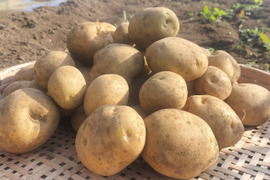 楽天市場】にんじん 訳あり 20kg 北海道 富良野産 人参 送料無料