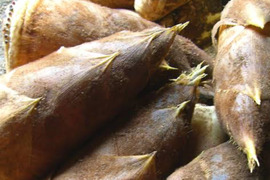 【2026年筍★予約受付中】採れ次第発送~2kg箱サイズ(日にち指定不可、時間指定OK)