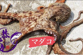 まるまる1匹！秋田県産　マダコBOX （真空急速冷凍）1.8キロ