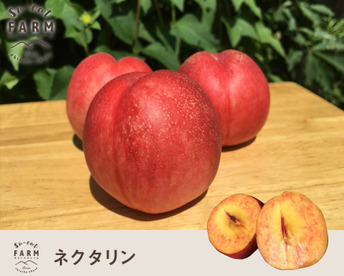 ネクタリン　訳あり2キロ