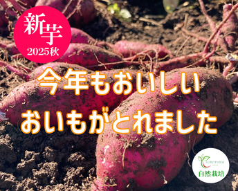 【2025年新物】〇 秋の収穫祭 〇 新芋１０kg🍠農薬不使用　紅はるか（10kg）特別価格