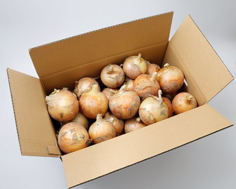 （残留農薬不検出）　納豆菌栽培　淡路島産玉ねぎ10ｋｇ　小ぶり品