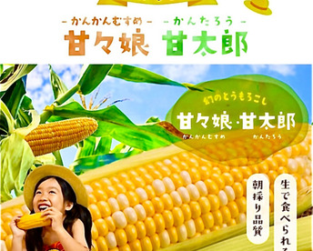 お中元【夏ギフト】【6/15〜予約順に発送】『甘々娘（かんかんむすめ）or甘太郎（かんたろう）』A品小箱4〜6本入り鮮度保持フィルムで全国発送でも採りたてのトウモロコシを！