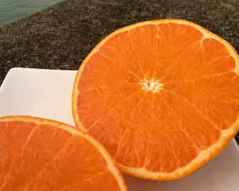 【訳ｱﾘ小玉！】【濃厚でジューシー♪】🍊希少品種 せとか ２.５kg🍊とろける濃厚甘み！果汁じゅわっ 【柑橘の大トロ／離島育ち】