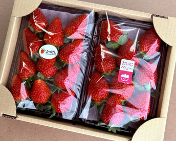 【おまかせ食べ比べ】平詰めDX２箱4パックやよいひめ•よつぼし•おいCベリーから、採れたての新鮮ないちごを2から3品種、サイズおまかせでお届け！甘さ、味の違いを楽しんで！