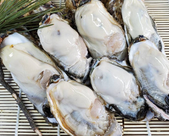 🔥1年牡蠣 生出荷🚚１０kg(500g×20本）🦪生食用 むき身・剥き身牡蠣 生牡蠣🍳加熱用にも使用可能！🏝️松島牡蠣屋　牡蛎 カキ かき kaki【冬ギフト】