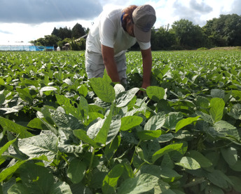 【予約受付開始】甘みが強い！【おつな姫1.8ｋｇ】600ｇ×3袋※発送開始予定7/19前後