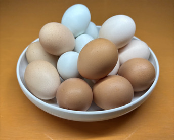 【大好評につき継続販売】スペシャル5種食べ比べ20個セット！富士山の麓でのびのび育ったたまご【食べチョクアワード入賞】