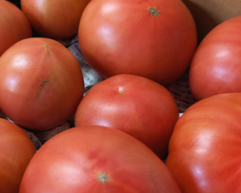 お母さんスタッフいちおし!!熊本県八代産訳ありトマト『おっぺしゃん』４kg