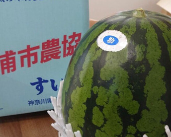 三浦のすいか 2玉(1玉約8-9kg)