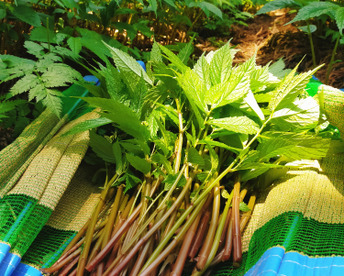 山菜　みず　自然栽培　赤みず　ウワバミソウ　2ｋｇ